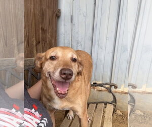 Poppy - Female Mutt Dog for Adoption - Photo #2