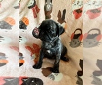 Small Photo #7 Pug Puppy For Sale in CLINTON, MI, USA
