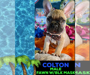 French Bulldog Puppy for sale in HEATHROW, FL, USA