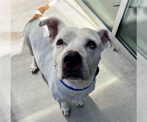 Bulldog-Unknown Mix Dogs for adoption in Brighton, CO, USA