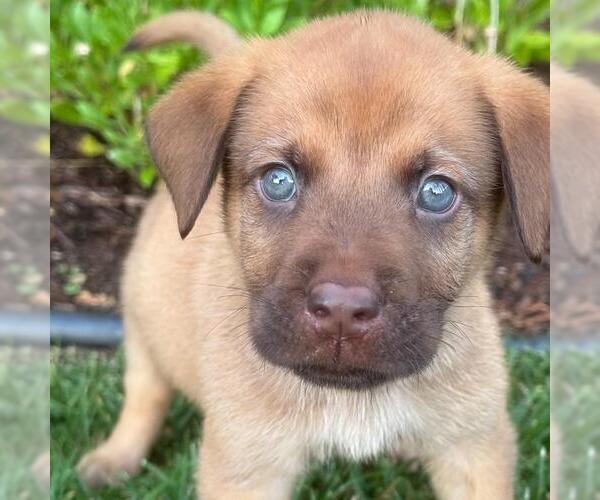 Medium Photo #4 Labrador Retriever-Unknown Mix Puppy For Sale in San Diego, CA, USA