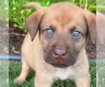Small #3 Labrador Retriever Mix
