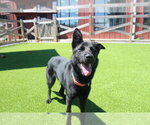 Small #3 German Shepherd Dog Mix