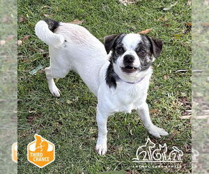 Border Terrier-Chihuahua Mix Dogs for adoption in Irvine, CA, USA