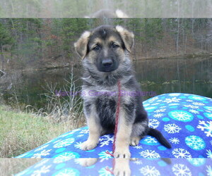 German Shepherd Dog Puppy for Sale in PIEDMONT, Missouri USA