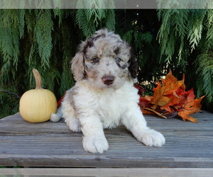 Labradoodle Puppy for sale in MILLERSBURG, OH, USA