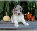 Small Labradoodle