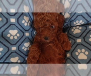 Poodle (Miniature) Puppy for sale in DULUTH, GA, USA