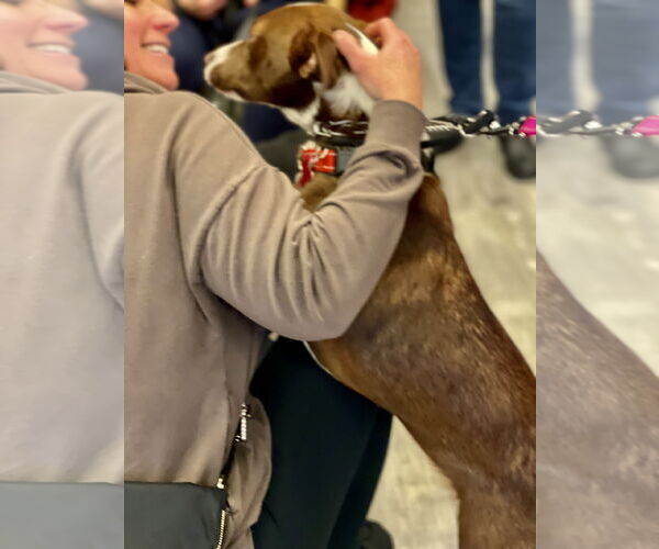 Medium Photo #5 Collie-Unknown Mix Puppy For Sale in Mount Laurel, NJ, USA