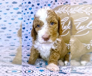 Goldendoodle Puppy for sale in LANCASTER, CA, USA