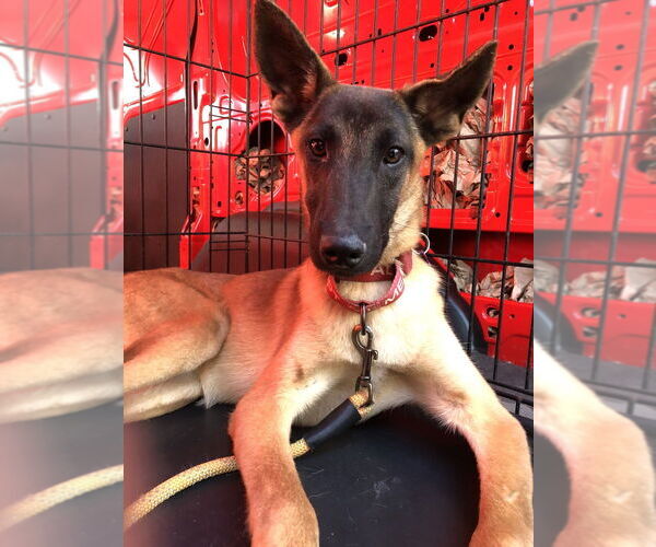 Medium Photo #1 Mutt Puppy For Sale in Imlay City, MI, USA