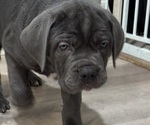 Puppy Argenta Cane Corso