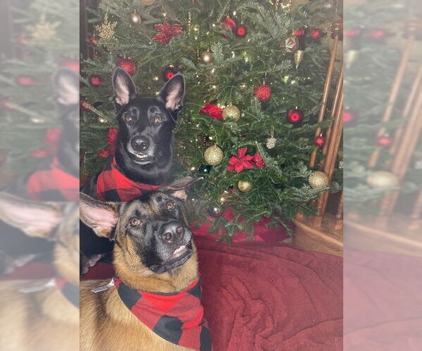 Medium Photo #4 Mutt Puppy For Sale in Stevens Point, WI, USA