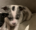 Small Photo #3 Chihuahua Puppy For Sale in SUGAR CREEK, MO, USA