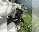 Small Photo #3 Mutt Puppy For Sale in Plainfield, IL, USA