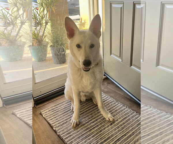 Medium Photo #6 Unknown-white german shepherd Mix Puppy For Sale in Dana Point, CA, USA