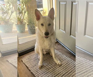 Everest - Male Unknown-white german shepherd Mix Dog for Adoption - Photo #6