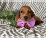 Small Photo #8 Dachshund Puppy For Sale in CEDAR LANE, PA, USA