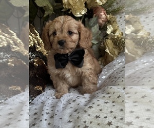 Cavapoo Puppy for Sale in GREENVILLE, Missouri USA