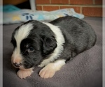 Puppy Zigity L Border Collie-Papillon Mix