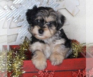 YorkiePoo Puppy for sale in FREDERICKSBURG, OH, USA