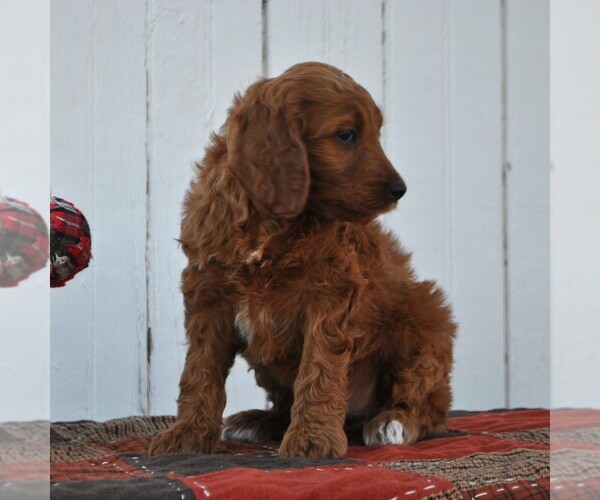 Medium Photo #5 Irish Doodle Puppy For Sale in GREENCASTLE, PA, USA