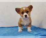 Small Photo #2 Pembroke Welsh Corgi Puppy For Sale in CLARK, MO, USA