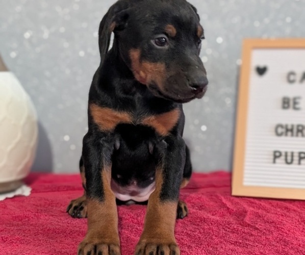 Medium Photo #7 Doberman Pinscher Puppy For Sale in GOSHEN, IN, USA
