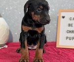 Small #6 Doberman Pinscher