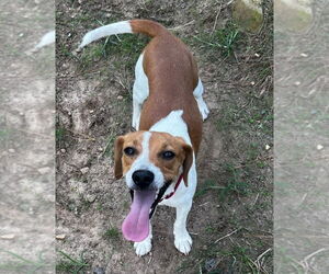 Beagle Dogs for adoption in Dunnellon, FL, USA