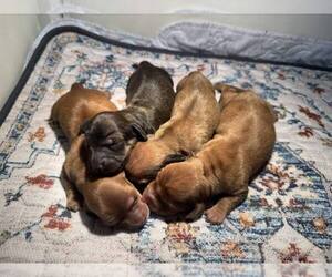 Dachshund Puppy for sale in WALKER, LA, USA