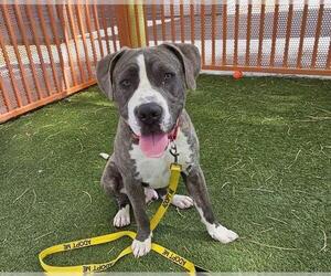 American Pit Bull Terrier-Unknown Mix Dogs for adoption in Las Vegas, NV, USA