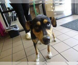 Medium Catahoula Leopard Dog