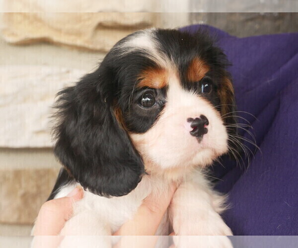 Medium Photo #8 Cavalier King Charles Spaniel Puppy For Sale in SCOTTVILLE, MI, USA