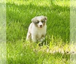 Puppy Puppy 3 Miniature Australian Shepherd