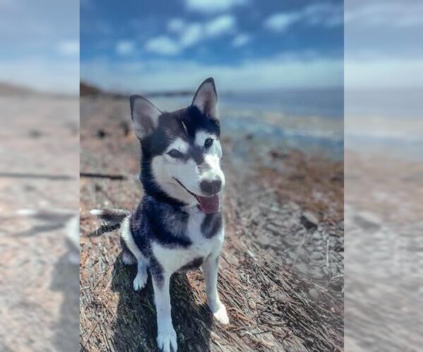 Medium Photo #5 Siberian Husky-Unknown Mix Puppy For Sale in McKinleyville, CA, USA