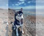 Small #4 Siberian Husky Mix