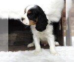 Small Photo #6 Cavalier King Charles Spaniel Puppy For Sale in CARLISLE, KY, USA