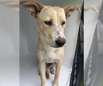 Small Carolina Dog Mix