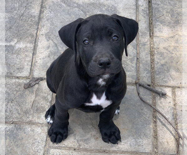 Medium Photo #8 Mastador Puppy For Sale in Fenton, MO, USA