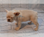 Small #2 French Bulldog