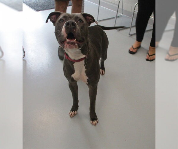 Medium Photo #1 American Staffordshire Terrier Puppy For Sale in Ocala, FL, USA