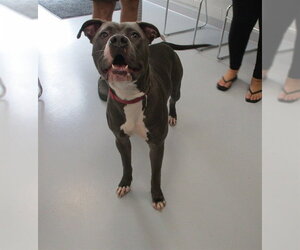 American Staffordshire Terrier Dogs for adoption in Ocala, FL, USA