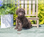Puppy Paxton Poodle (Standard)