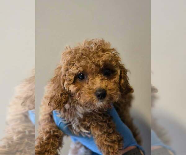 Medium Photo #1 Cavalier King Charles Spaniel-Unknown Mix Puppy For Sale in New York, NY, USA