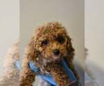 Small Cavalier King Charles Spaniel Mix