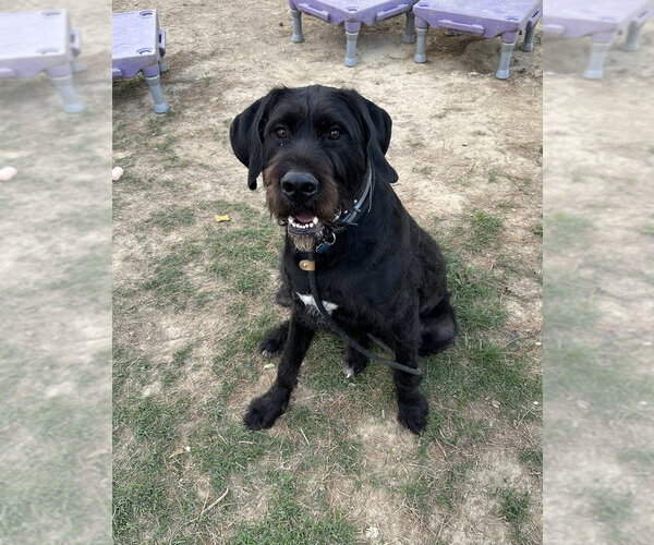 Medium Photo #3 Labrador Retriever Puppy For Sale in Evansville, IN, USA