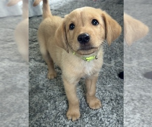 Goldendoodle-Labrador Retriever Mix Puppy for sale in COLUMBIA, TN, USA