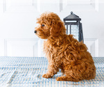 Small Photo #9 Poodle (Toy) Puppy For Sale in WAKARUSA, IN, USA