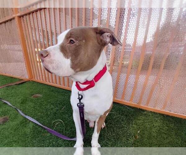 Medium Photo #2 American Pit Bull Terrier-Unknown Mix Puppy For Sale in Las Vegas, NV, USA